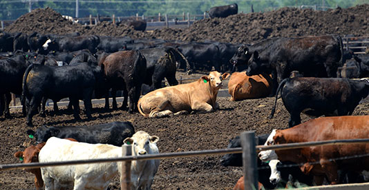photo of cattle in feedlot