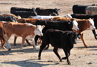 photo of feedlot cattle