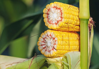 photo of le mars agri center ears of corn
