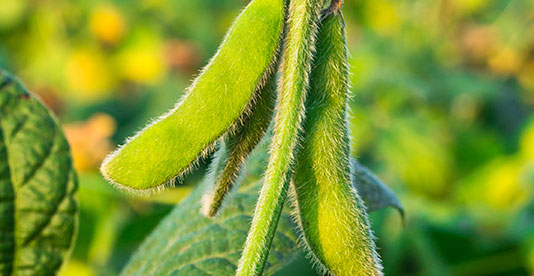 photo of soybean pod
